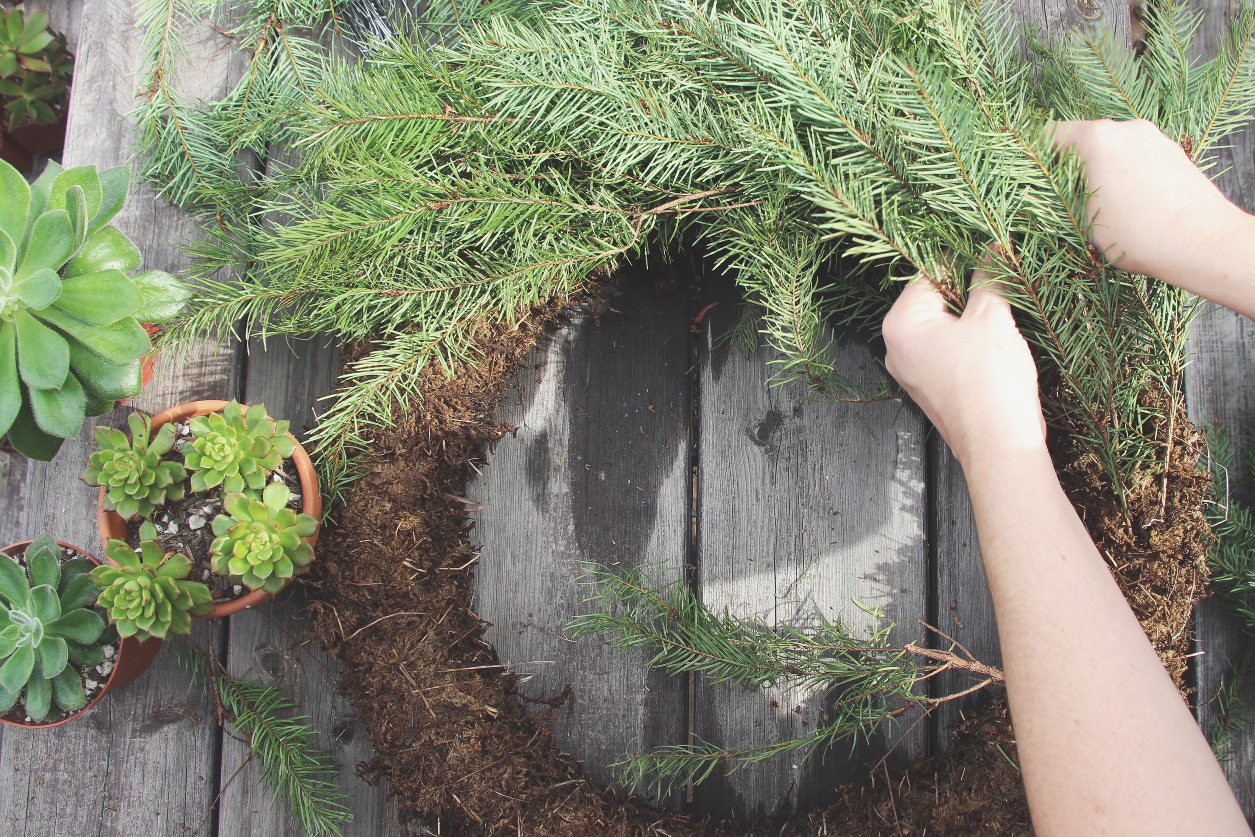 DIY Living Christmas Wreath with Succulents via Needles + Leaves